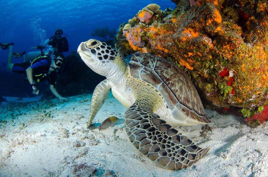 2027 South Pacific Crochet Cruise